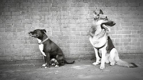 Rear view of two dogs