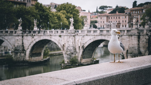 Seagull on the bridge. rome, italy