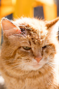 Close-up of ginger cat with a wound on its head