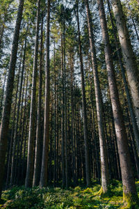 Low angle view of bamboo trees in forest