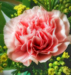 Close-up of flower blooming outdoors