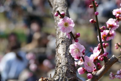 Close-up of pink flowers