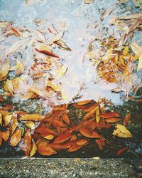 Close-up of maple leaves fallen on water