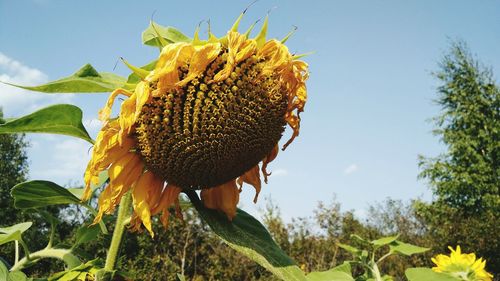 Close-up of sunflower against sky