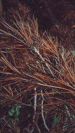 Close-up of dried plant on field