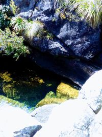 High angle view of trees by river