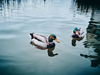 View of ducks swimming in lake