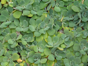 Full frame shot of green leaves