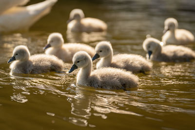 Swans swimming in lake