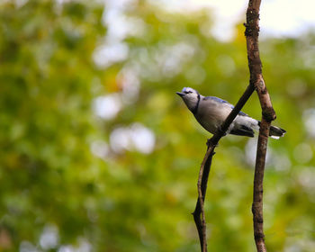 branch