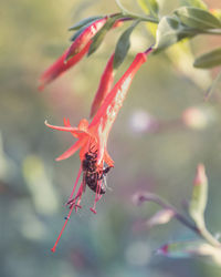 Close-up of insect on red flower