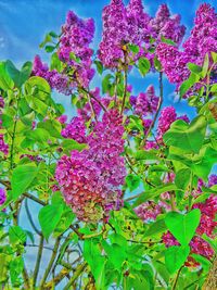 Close-up of pink flowering plant