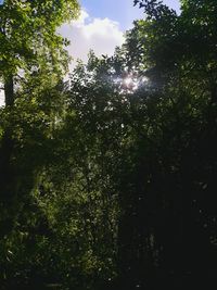 Low angle view of trees
