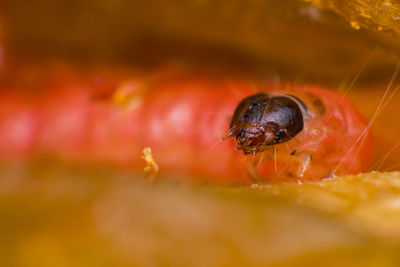 Close-up of spider