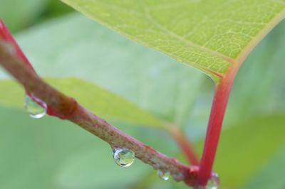 Close-up of water drops on leaf