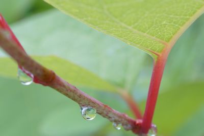 Raindrops on plant stem