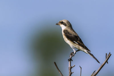 Low angle view of bird perching on branch against sky