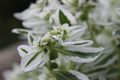 Close-up of white flowering plant