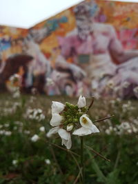 Close-up of white flower against blurred background