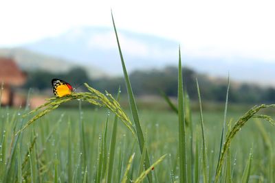 Close-up of butterfly on grass