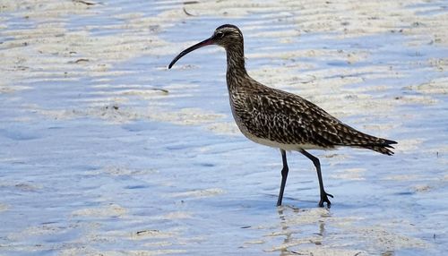 Close-up of bird in water