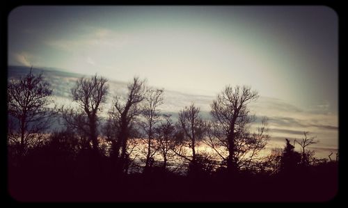 Silhouette of trees at sunset