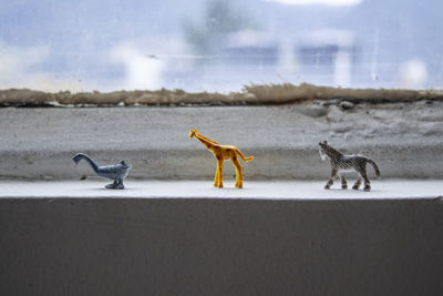 Toy animals.