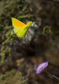 Close-up of yellow flower
