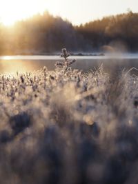 Close-up of plants by lake against sky during winter