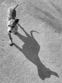 High angle view of dog on road