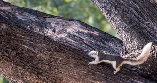 Close-up of lizard on tree trunk