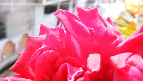 Close-up of pink rose flower