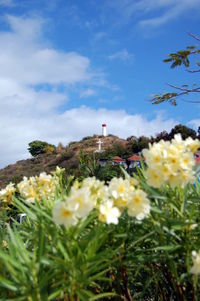 Close-up of flowering plants on field against sky