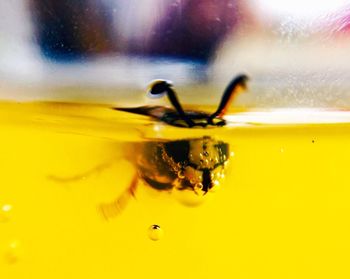 Macro shot of yellow flower
