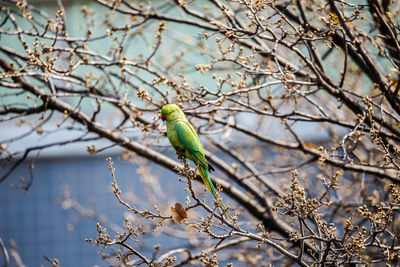 Close-up of bird perching on tree