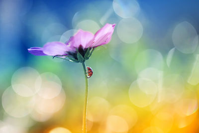 Close-up of purple flowering plant