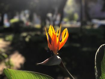 Close-up of flower blooming outdoors