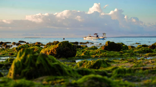 Moss and beach kupang indonesia