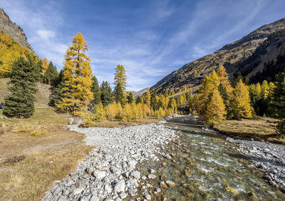 Scenic view of stream amidst trees against sky