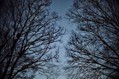 Low angle view of bare trees against blue sky