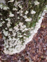 Close-up of mushroom growing on tree trunk