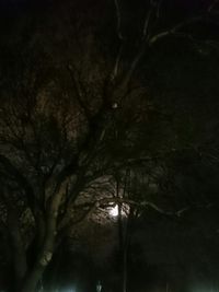 Close-up of trees against sky at night