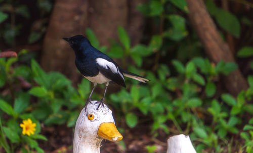 Close-up of a bird perching on a land