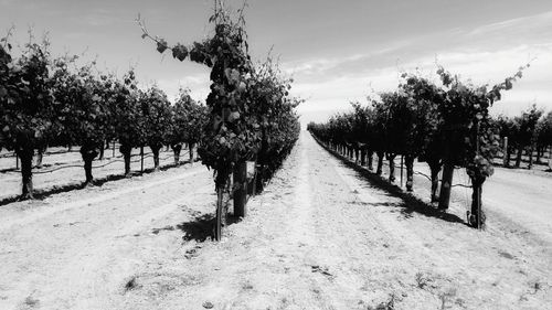 Trees on field against sky