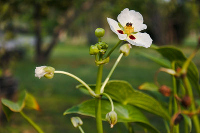 Close-up of white flowering plant