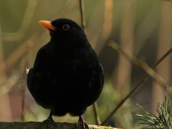 Close-up of bird perching outdoors
