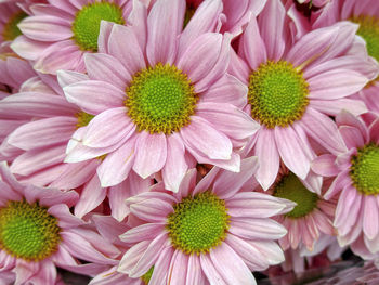 Close-up of pink daisy flowers