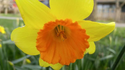 Close-up of yellow flower