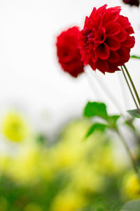 Close-up of red flowering plant