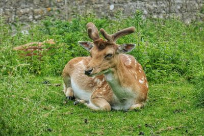 Fawn in grass